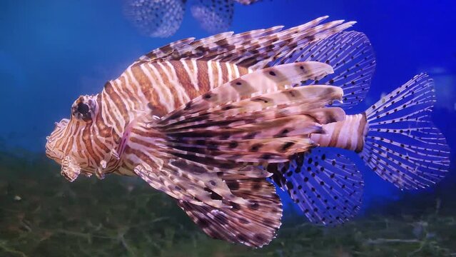 Zebra lionfish swimming in the aquarium with blue water.