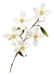 PNG  Real Pressed a Jasmine flower blossom petal.