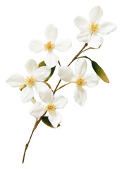 Obraz premium PNG Real Pressed a Jasmine flower blossom petal.