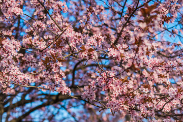 Selective focus of beautiful branches of pink Cherry blossom on the tree under blue sky, Beautiful Sakura flowers during spring season in the park, Nature floral background with copy space. Blooming