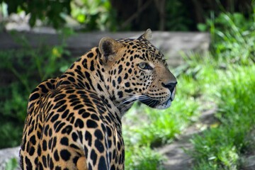 Portrait of a beautiful spotted leopard