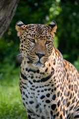 Portrait of a beautiful spotted leopard