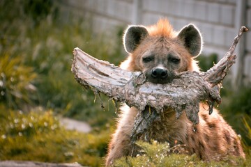 A hyena holds an old cowbone in its teeth