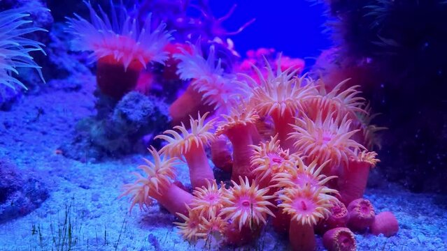 Beautiful pink corals underwater close up in blue water. Underwater world.