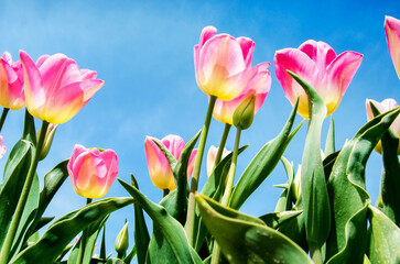 Beautiful flowers tulips against the sky (relaxation, special, exclusive, alternative - concept)