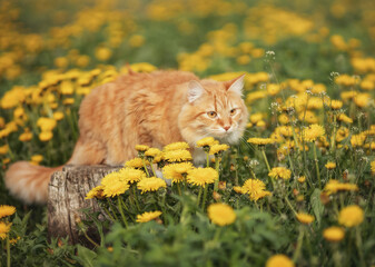 A photo of a red cat in a field with blooming dandelions.