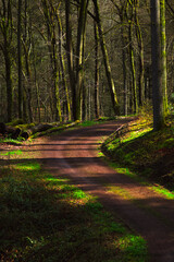 path in the forest