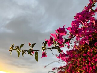 Purple Bougainvillea flowers on a vine with the sun behind them near El Sauzal, Tenerife, Canary Islands, Spain