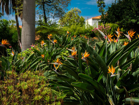 Matorral de flores de ave del paraiso 