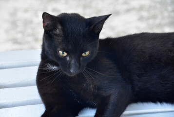 Gorgeous Silky Black Cat Resting in the Heat