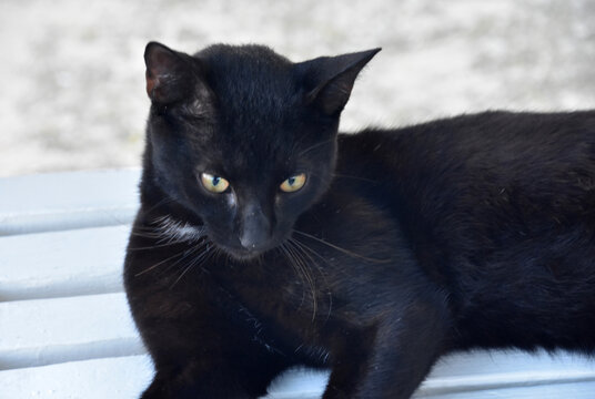 Gorgeous Silky Black Cat Resting in the Heat