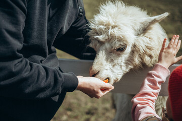 Fototapeta premium Cute farm animals. Pet care concept. Funny llama.