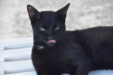Striking Black Cat Licking His Nose While Resting