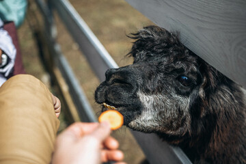 Fototapeta premium Cute farm animals. Pet care concept. Funny llama.