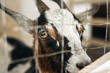 Cute farm animals. Pet care concept. Funny goat