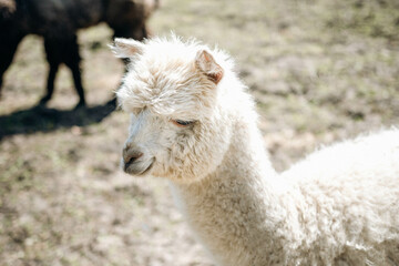 Cute farm animals. Pet care concept. Funny llama.