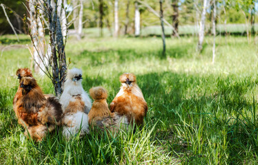 chickens on the farm