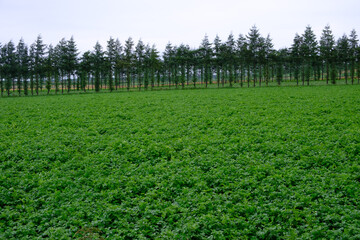 Obraz premium 北海道 道東の田園風景