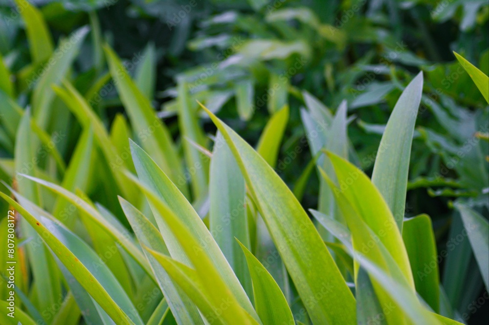 Wall mural close up photo of green grass leaves