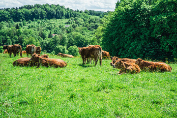 Krowy na pastwisku w górach wiosną, podczas pięknej słonecznej pogody