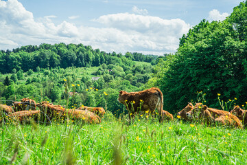 Krowy na pastwisku w górach wiosną, podczas pięknej słonecznej pogody