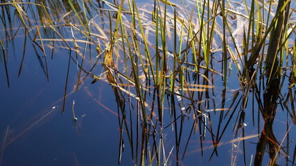 reeds in the lake