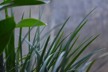 Close Up Photo Of Green Grass Leaves