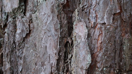 bark of a tree