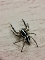 Close Up Of A Black And White Stripped Spider