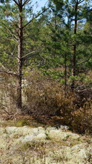 spring in the forest