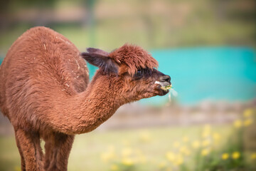 Fototapeta premium Closeup of an alpaca's mouth eating grass