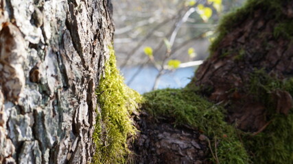 Obraz premium tree in the forest