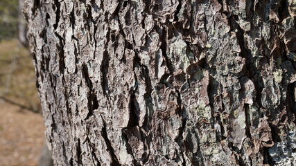 tree bark background
