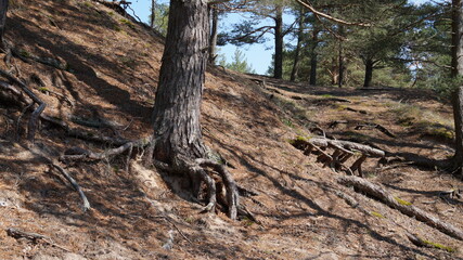 tree trunk in the forest