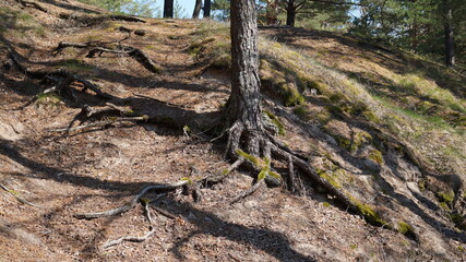 roots in the forest