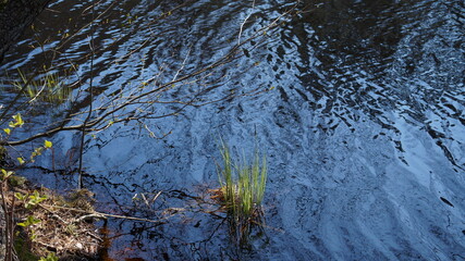 forest spring water and grass