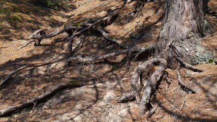 roots in the forest