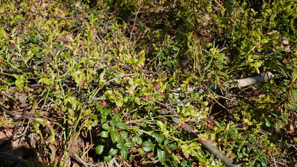 grass in the forest blooming blueberries