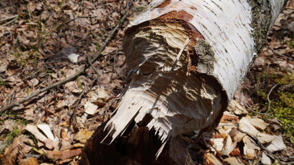 Beaver teeth marks