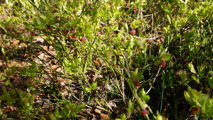 Blooming blueberries in the forest
