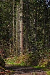 Obraz premium forest in autumn