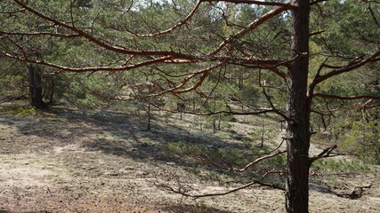 Fototapeta premium tree in spring