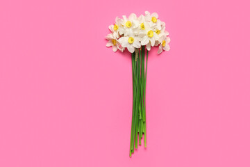 Composition with daffodil flowers on pink background. Top view