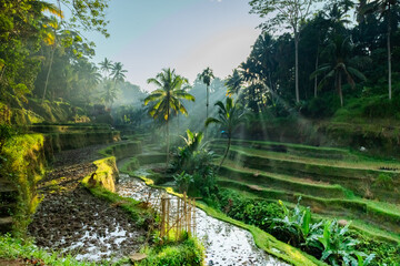 As dawn breaks, the terraced rice fields of Ubud, Bali come to life, painted in the golden hues of...