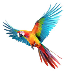 Fototapeta premium PNG Parrot animal bird wildlife.