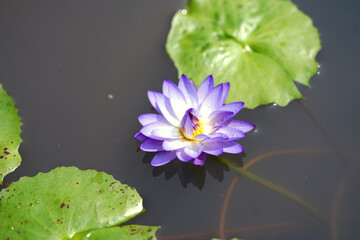 pink water lily in pond,Lotus