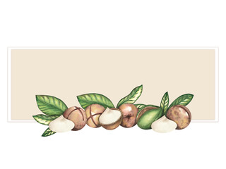 Frame of ripe macadamia nuts and green leaves on a white background, clipart. The macadamia tree. Nut close-up, raw food. Watercolor illustration. Pattern, template for postcards, packaging