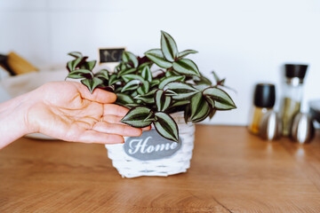 houseplant with striped leaves, tradescantia with red leaves, care