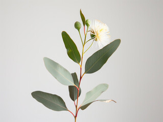 Obraz premium A single eucalyptus camaldulensis flower stands out against a white background, capturing attention with its beauty and simplicity.