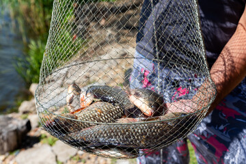 Fisherman holding wire keeper fishing net full of fish in hands on the lake